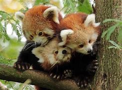 Image result for Red Panda Family Tree