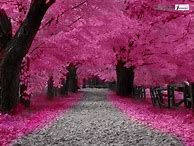 Image result for Pink iPhone Wallpaper Fall