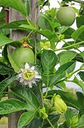 Image result for What Fruit Grows On Vines