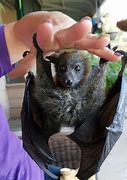 Image result for A Baby Bat
