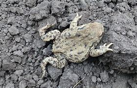 Image result for Death of a Pet Toad Meme