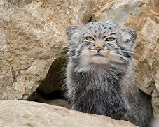 Image result for Pallas Cat Side View