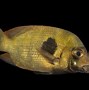 Image result for Rare Freshwater Fish