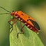 Image result for Poison Bugs