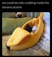 Image result for Cat Inside Banana Meme