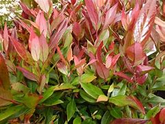 Image result for Leucothoe axillaris Litlle Flames
