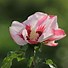 Image result for Hibiscus syriacus Hamabo