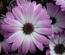 Image result for Purple 4S October 15th