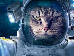 Image result for Astronaut Cat