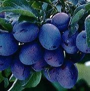 Image result for Prunus domestica Early Laxton