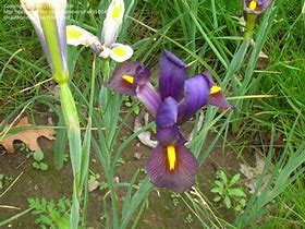 Image result for Iris hollandica Tigereye