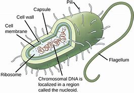 Image result for Smallest Living Cell