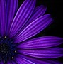 Image result for Black and Purple Flower Wallpaper
