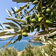 Image result for Greek Olives in Paxi Greece