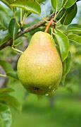Image result for Pear in USA