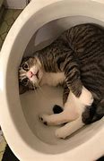 Image result for Cat Using the Toilet Meme