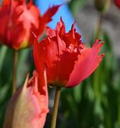 Image result for Tulipa Robbedoes