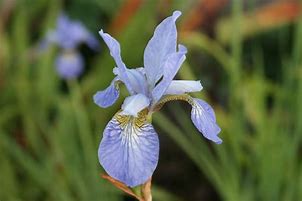 Image result for Iris sibirica Perrys Blue