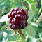 Image result for Rubus Boysenbes