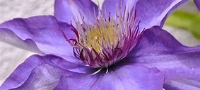 Image result for What Size Pot for Clematis
