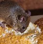 Image result for Rat Pest Control