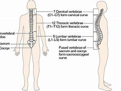 Image result for Spine as Known C1 to C7