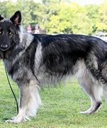 Image result for Shiloh German Shepherd Dog