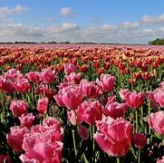 Image result for Rainbow Tulip Fields Netherlands