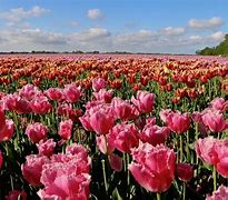 Image result for Native Flowers of Netherlands