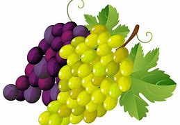 Image result for 10 Grapes Clip Art