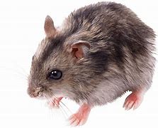 Image result for Rat Witouth Background