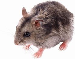 Image result for Cute Mouse PNG