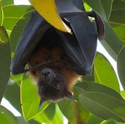 Image result for Red Fruit Bat