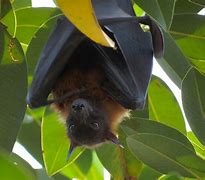 Image result for A Fruit Bat