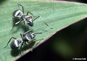 Image result for Silver Ant