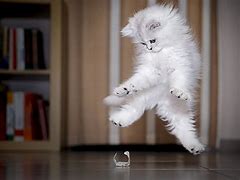 Image result for Cat Jumping Snow Meme