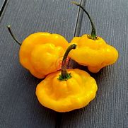 Image result for Scotch Bonnet Scoville