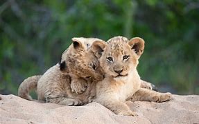 Image result for Animal Babies