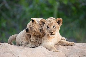 Image result for Cutest Baby Wild Animals