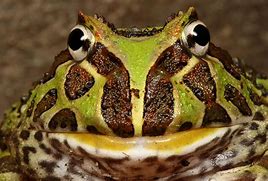 Image result for Pacman Frog Yawn