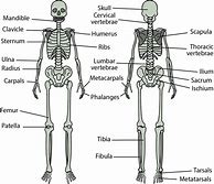 Image result for Biology Skeleton