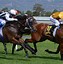 Image result for Horse Racing Front View