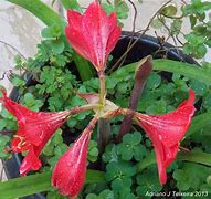 Image result for Amaryllis High Guardian Spice