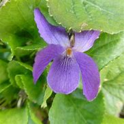 Image result for Viola odorata Koenigin Charlotte