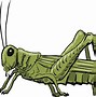 Image result for Cartoon Cricket Bug Images Free SVG
