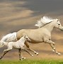 Image result for Baby Horse Wallpaper