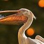 Image result for Pelican with Fish Inside Mouth