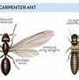 Image result for Carpenter Ants Identification