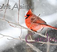 Image result for Cardinal Spirit Animal