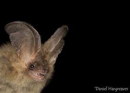 Image result for Brown Long-Eared Bat